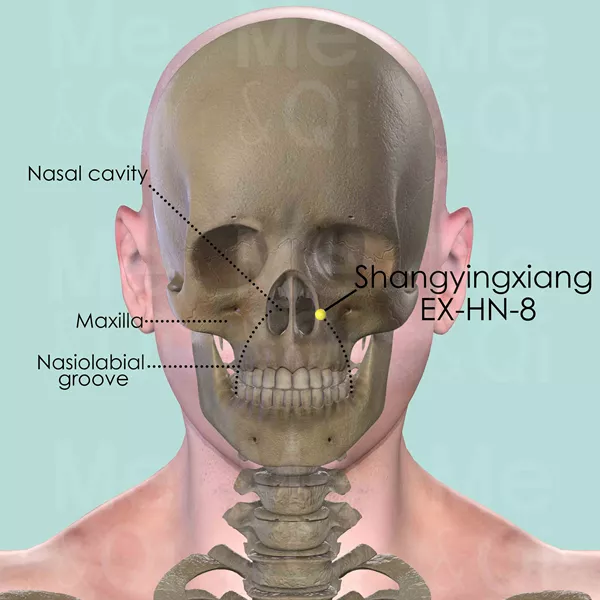 Shangyingxiang EX-HN-8 - Bones view - Acupuncture point on Extra Points: Head and Neck (EX-HN)