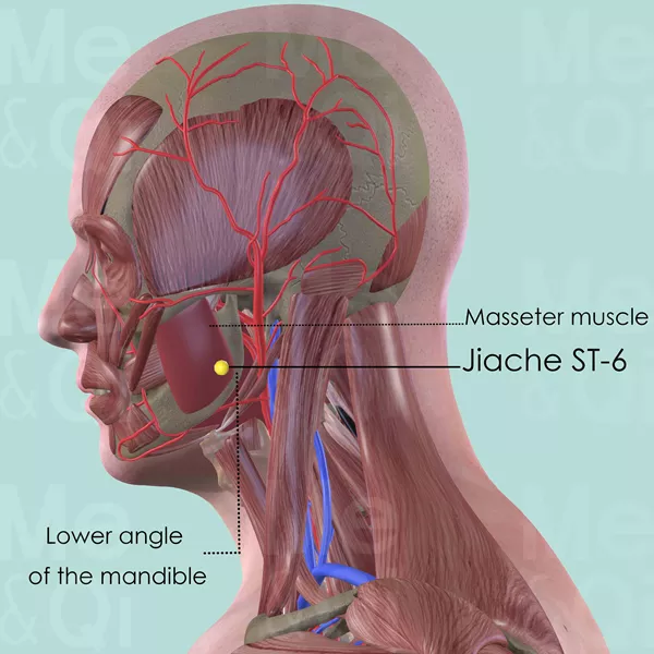 Jiache ST-6 - Muscles view - Acupuncture point on Stomach Channel