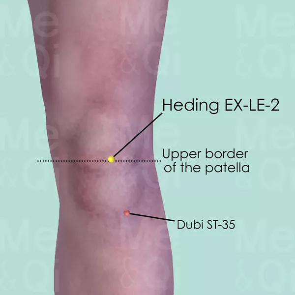 Heding EX-LE-2 - Bones view - Acupuncture point on Extra Points: Lower Extremities (EX-LE)