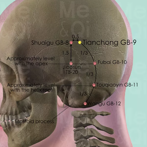 Tianchong GB-9 - Bones view - Acupuncture point on Gall Bladder Channel