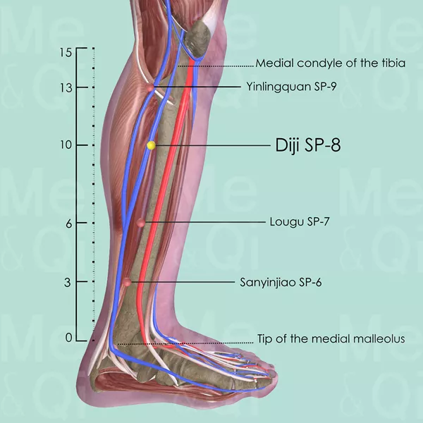 Diji SP-8 - Muscles view - Acupuncture point on Spleen Channel