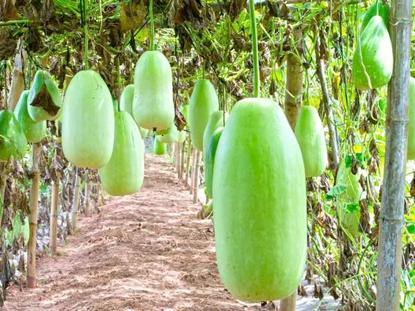 What the Wax gourd peel plant looks like
