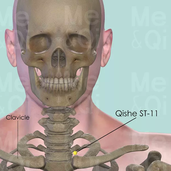 Qishe ST-11 - Bones view - Acupuncture point on Stomach Channel