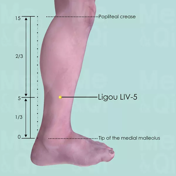 Ligou LIV-5 - Skin view - Acupuncture point on Liver Channel