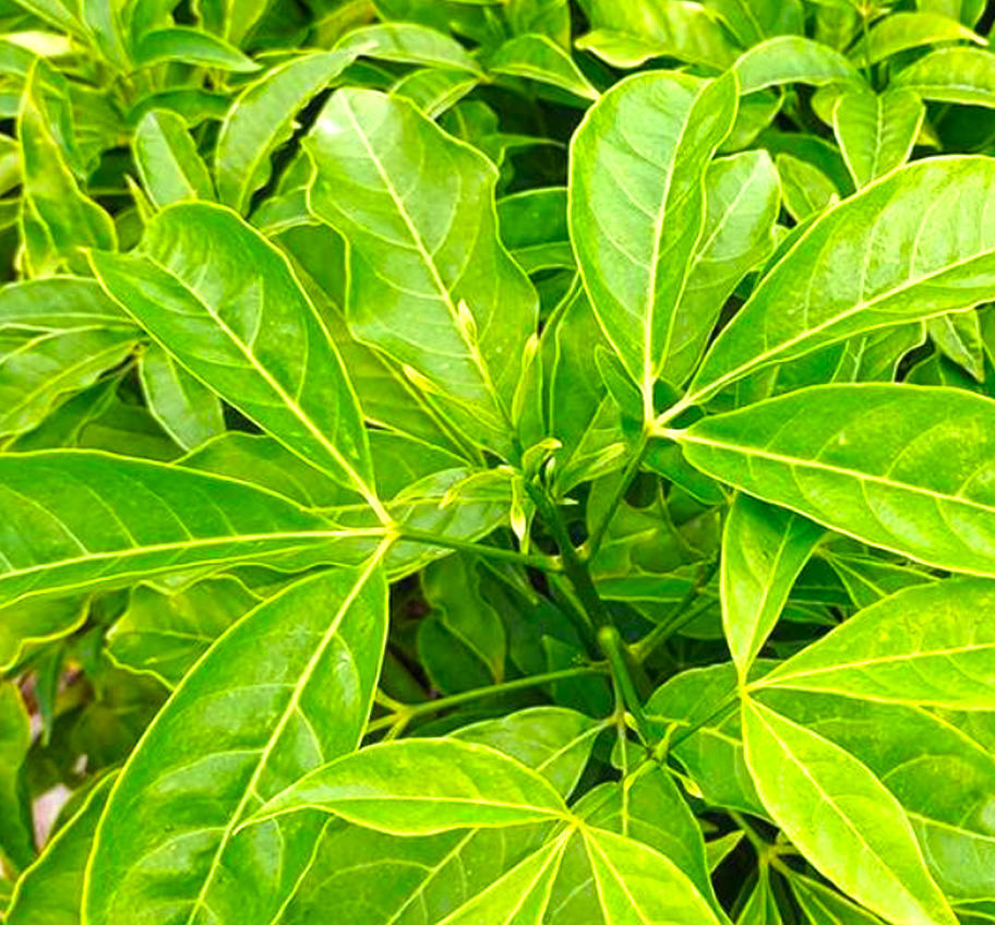 Sān Chā Kǔ (Evodia Lepta root or leaves) plant