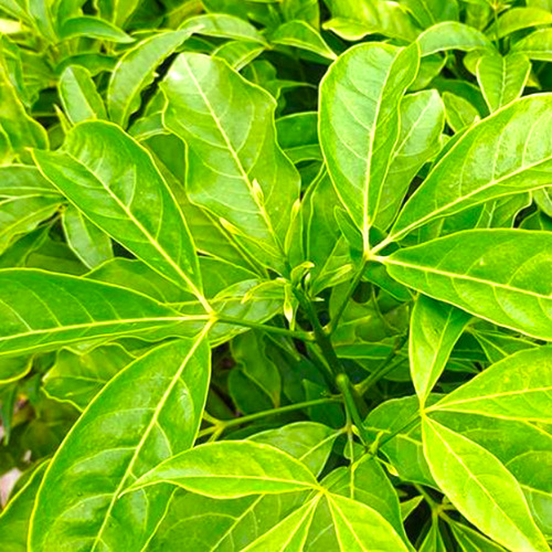 Sān Chā Kǔ (Evodia Lepta root or leaves) plant
