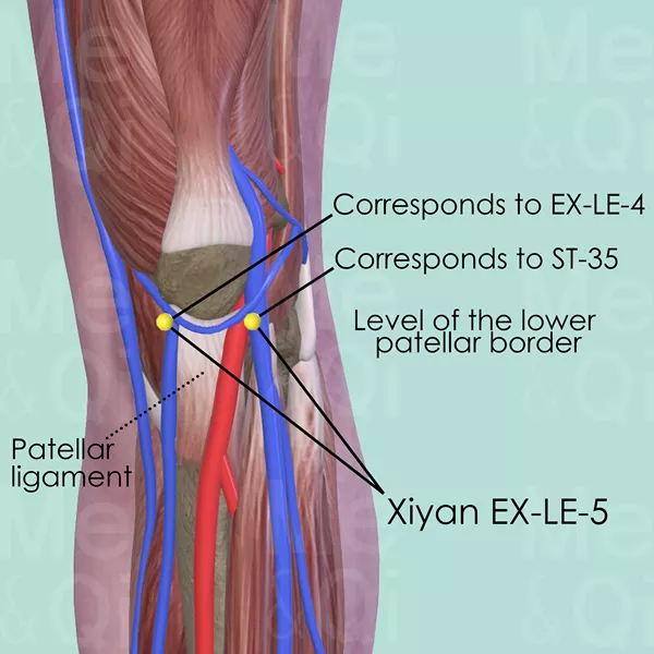 Neixiyan EX-LE-4 - Muscles view - Acupuncture point on Extra Points: Lower Extremities (EX-LE)