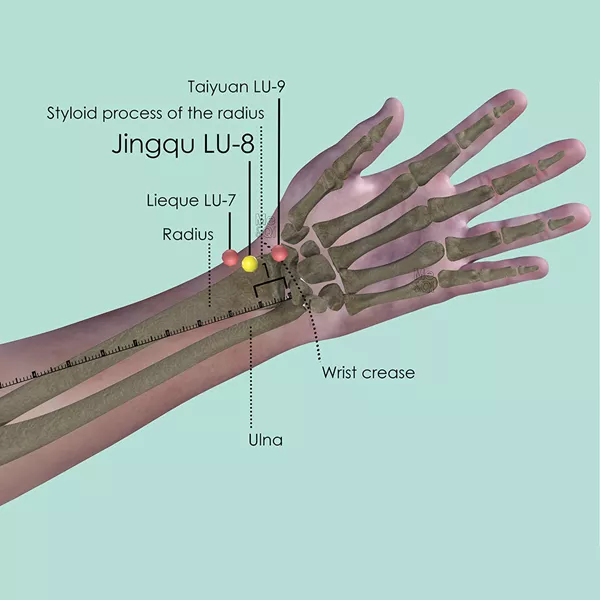 Jingqu LU-8 - Bones view - Acupuncture point on Lung Channel
