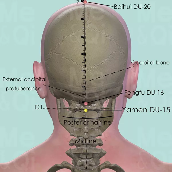 Yamen DU-15 - Bones view - Acupuncture point on Governing Vessel
