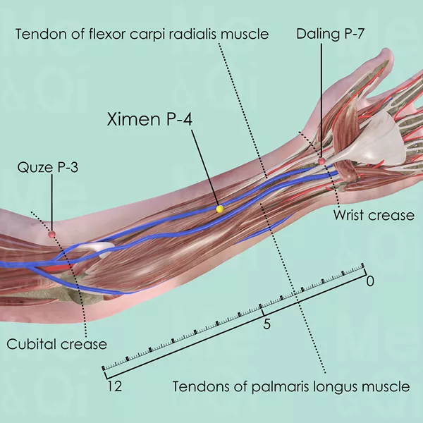 Ximen P-4 - Muscles view - Acupuncture point on Pericardium Channel
