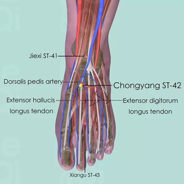 Chongyang ST-42 - Muscles view - Acupuncture point on Stomach Channel