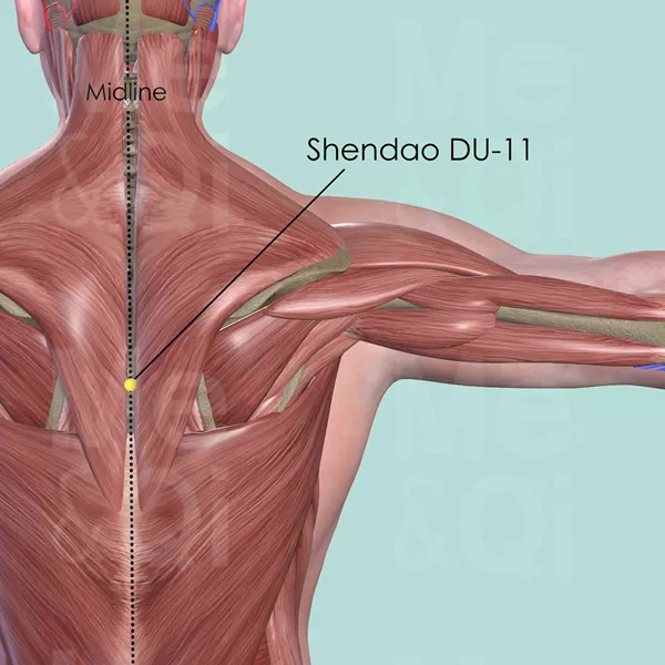 Shendao DU-11 - Muscles view - Acupuncture point on Governing Vessel