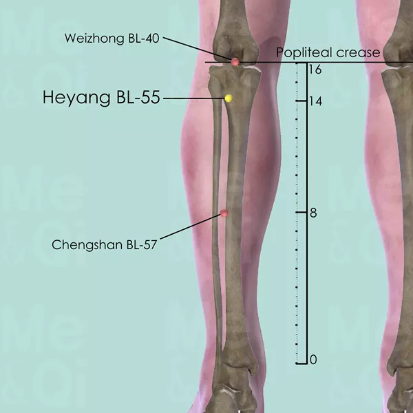 Heyang BL-55 - Bones view - Acupuncture point on Bladder Channel