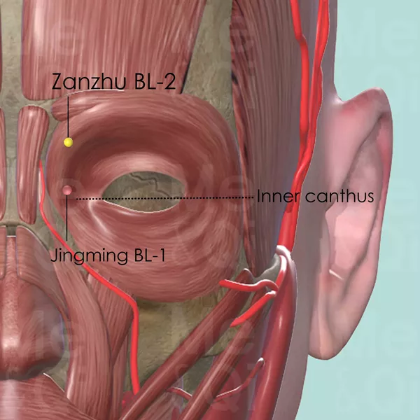 Zanzhu BL-2 - Muscles view - Acupuncture point on Bladder Channel
