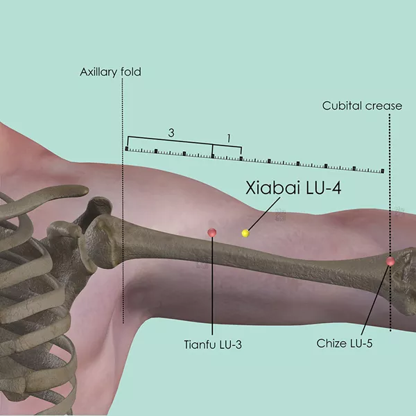 Xiabai LU-4 - Bones view - Acupuncture point on Lung Channel