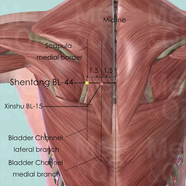 Shentang BL-44 - Muscles view - Acupuncture point on Bladder Channel