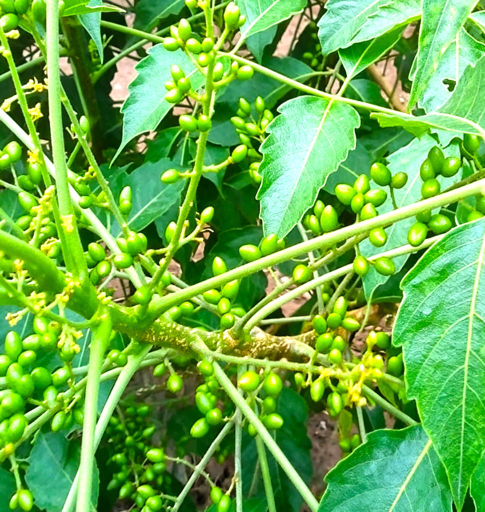 Ya dan zi (Java Brucea Fruit) plant