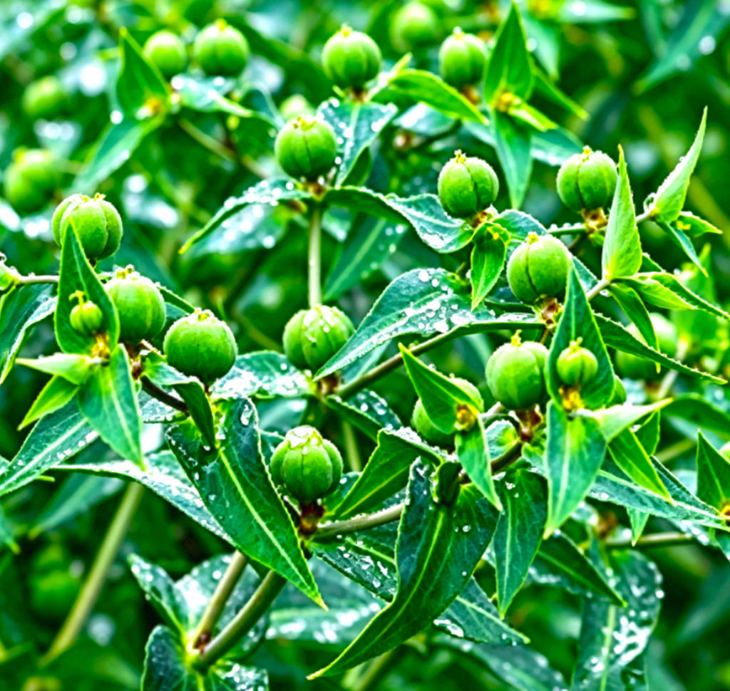 Qian jin zi shuang (Caper Spurge Seed Frost) plant