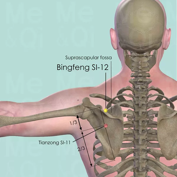 Bingfeng SI-12 - Bones view - Acupuncture point on Small Intestine Channel