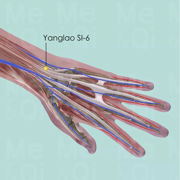 Yanglao SI-6 - Muscles view - Acupuncture point on Small Intestine Channel