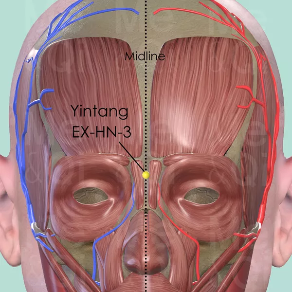 Yintang EX-HN-3 - Muscles view - Acupuncture point on Extra Points: Head and Neck (EX-HN)