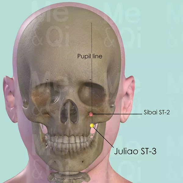 Juliao ST-3 - Bones view - Acupuncture point on Stomach Channel