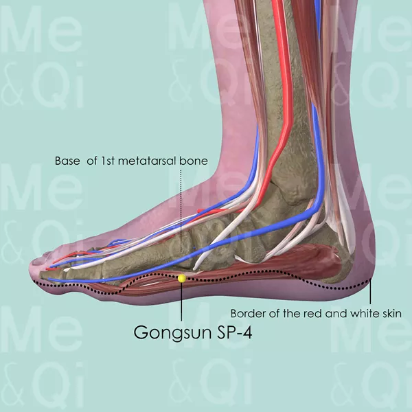 Gongsun SP-4 - Muscles view - Acupuncture point on Spleen Channel