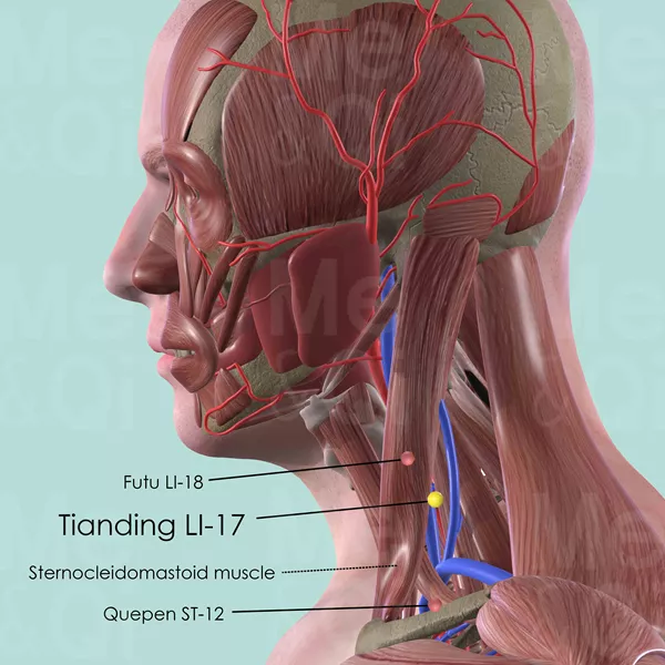 Tianding LI-17 - Muscles view - Acupuncture point on Large Intestine Channel