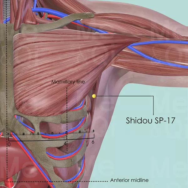 Shidou SP-17 - Muscles view - Acupuncture point on Spleen Channel