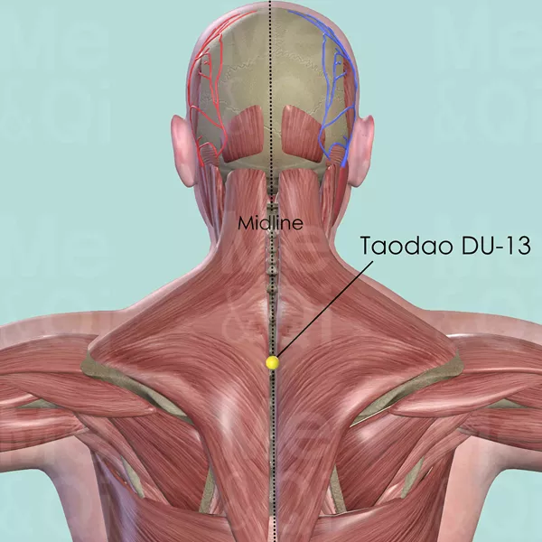 Taodao DU-13 - Muscles view - Acupuncture point on Governing Vessel