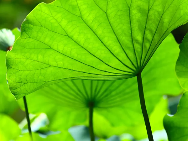 What the Lotus leaf calyx plant looks like