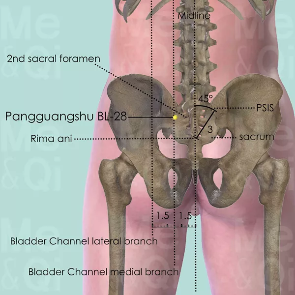 Pangguangshu BL-28 - Bones view - Acupuncture point on Bladder Channel