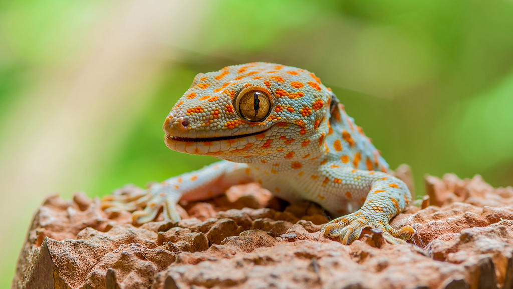 Ge Jie (Tokay geckos) plant