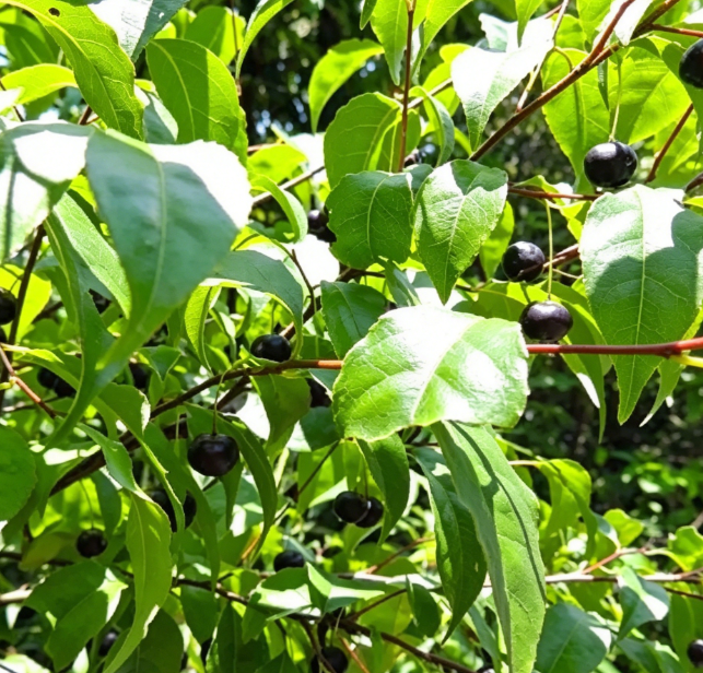 Gang Mei Gen (Roughhaired Holly Root) plant