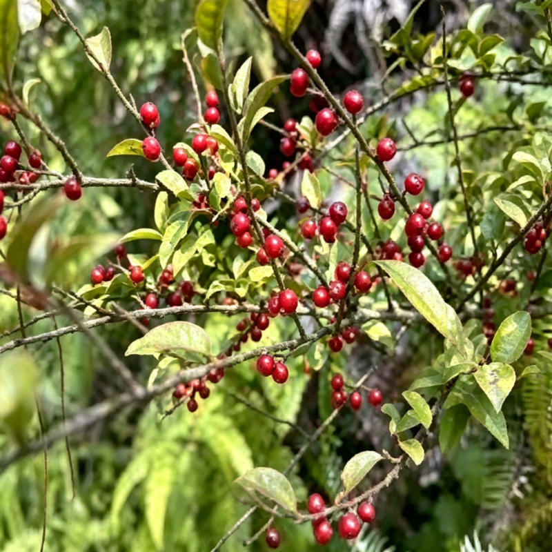 Mao Dong Qing (Pubescent holly root) plant
