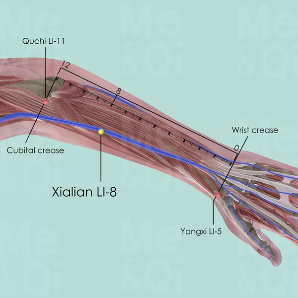 Xialian LI-8 - Muscles view - Acupuncture point on Large Intestine Channel