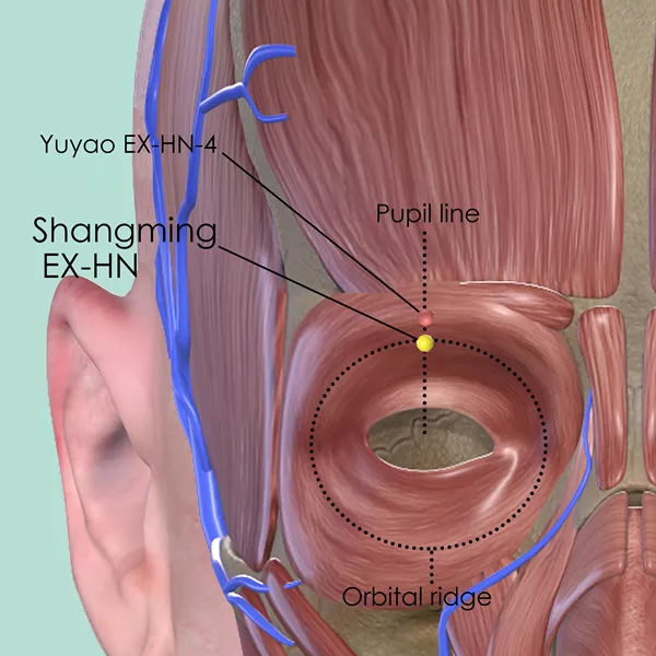 Shangming EX-HN - Muscles view - Acupuncture point on Extra Points: Head and Neck (EX-HN)