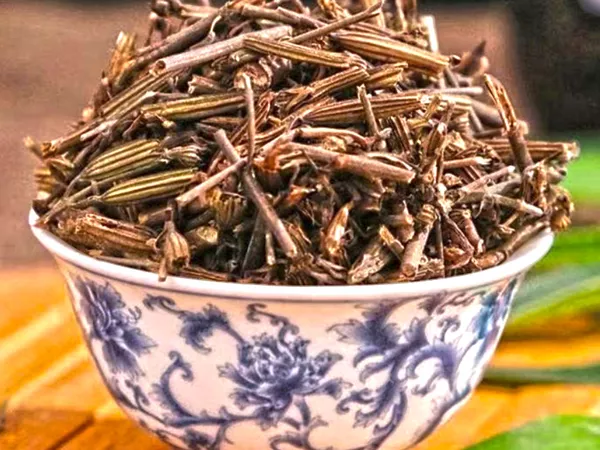 What Diverse wormwood herb looks like as a TCM ingredient