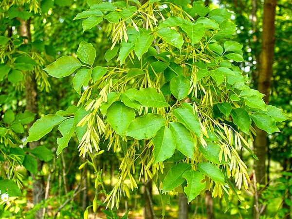 What the Ash Bark plant looks like