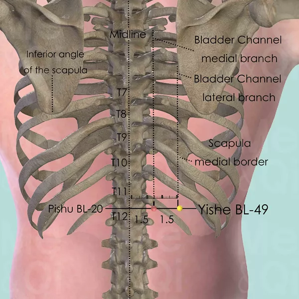 Yishe BL-49 - Bones view - Acupuncture point on Bladder Channel