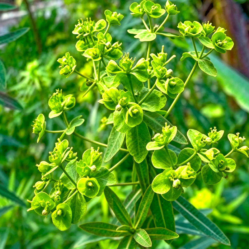 Hong Da Ji () plant
