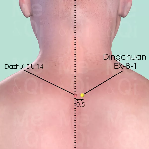 Dingchuan EX-B-1 - Skin view - Acupuncture point on Extra Points: Back (EX-B)