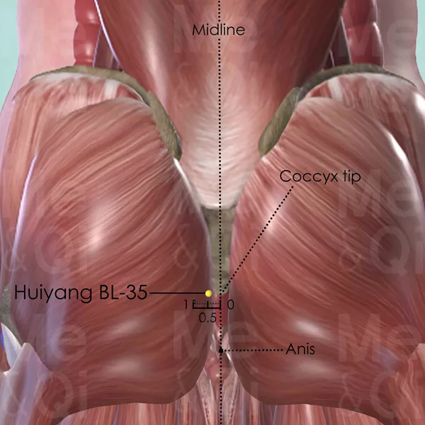 Huiyang BL-35 - Muscles view - Acupuncture point on Bladder Channel
