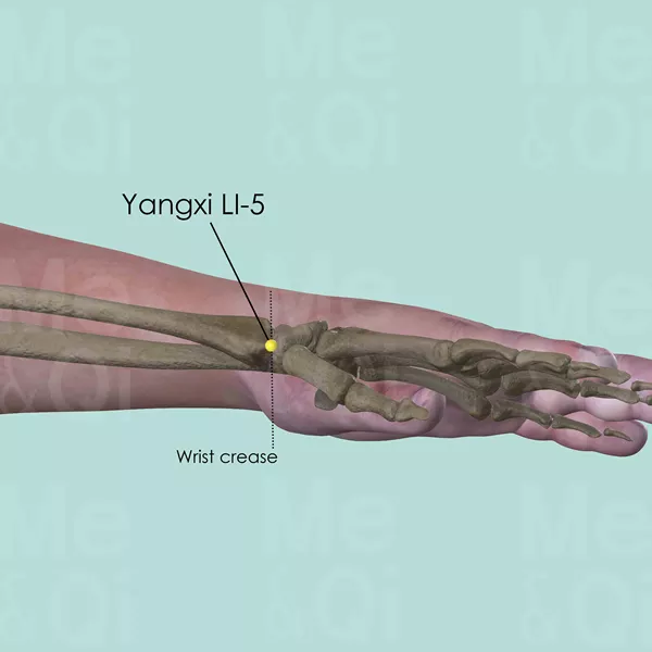 Yangxi LI-5 - Bones view - Acupuncture point on Large Intestine Channel