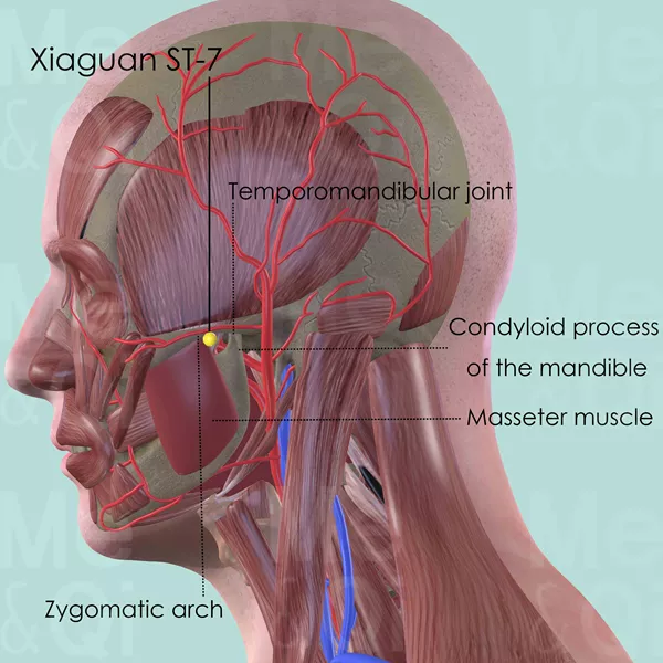 Xiaguan ST-7 - Muscles view - Acupuncture point on Stomach Channel