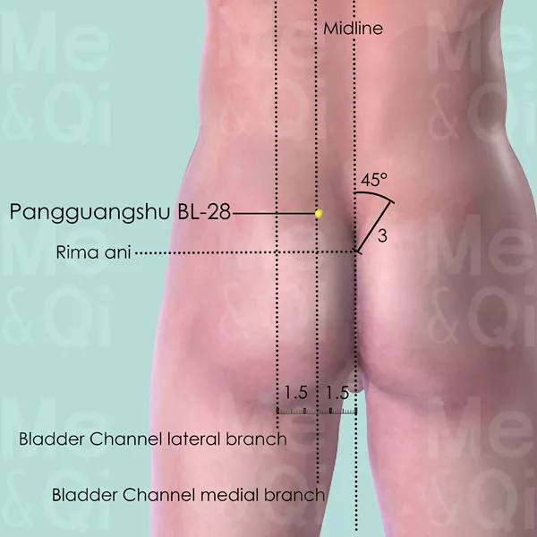 Pangguangshu BL-28 - Skin view - Acupuncture point on Bladder Channel