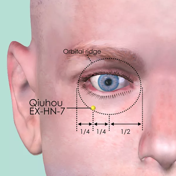 Qiuhou EX-HN-7 - Skin view - Acupuncture point on Extra Points: Head and Neck (EX-HN)
