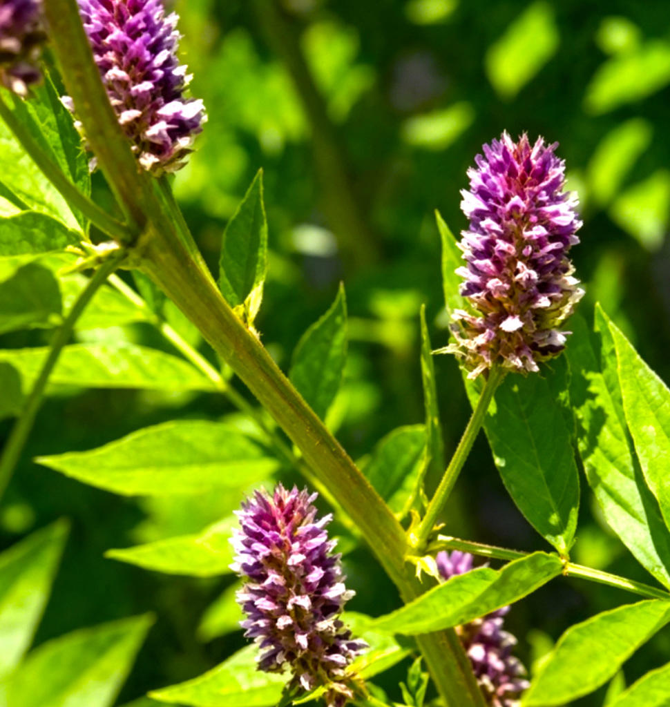 Gan Cao (Licorice root) plant