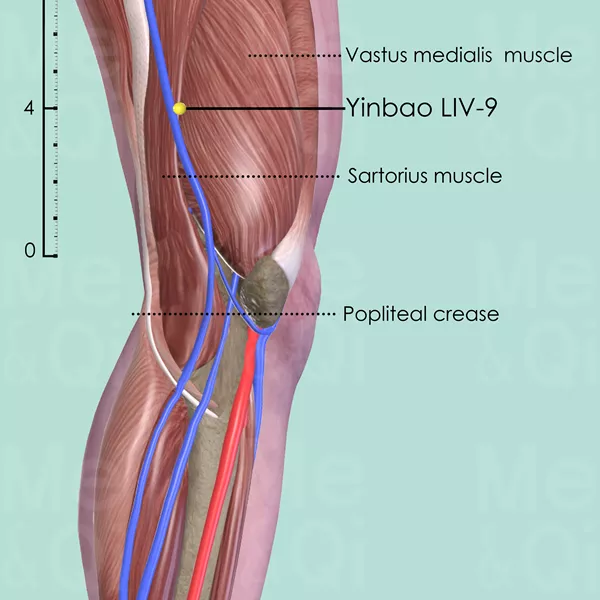 Yinbao LIV-9 - Muscles view - Acupuncture point on Liver Channel