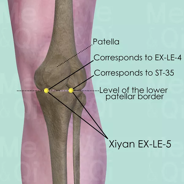 Xiyan EX-LE-5 - Bones view - Acupuncture point on Extra Points: Lower Extremities (EX-LE)